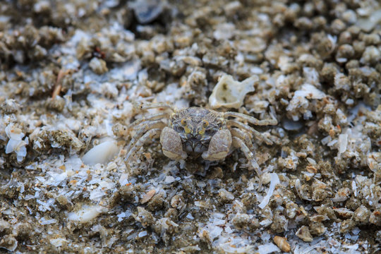 crab on a background of sand