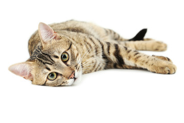 Beautiful cat isolated on white