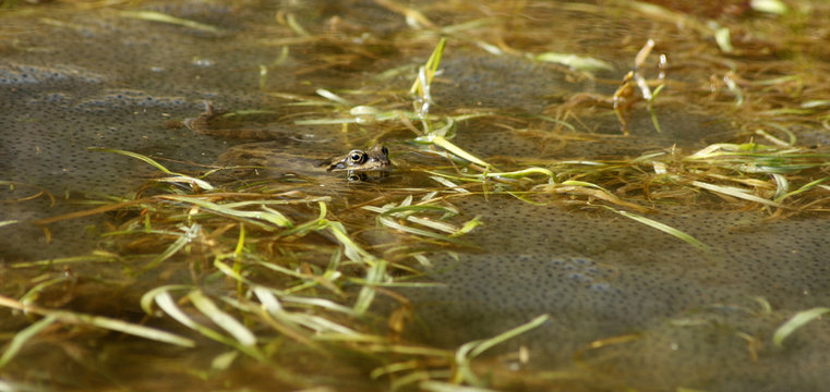 Frosch im Laich