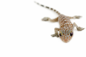 gecko on white background