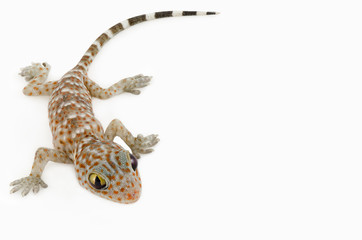 Naklejka premium gecko on white background