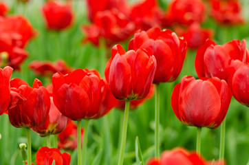 Red tulips