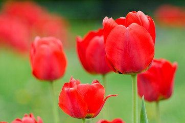 Obraz premium Red tulips
