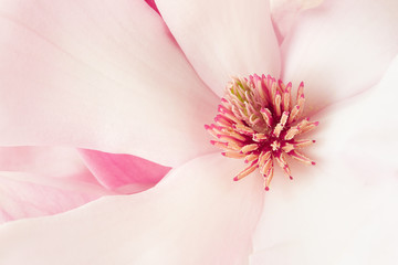 Naklejka premium Magnolia, pink spring flower macro background