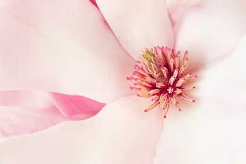 Gordijnen Magnolia, pink spring flower macro background © andersphoto