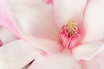 Obraz premium Magnolia, pink and white spring flower macro background
