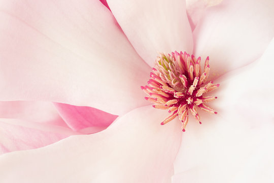 Fototapeta Magnolia, pink spring flower macro background