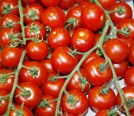 Fresh red tomatoes as a background