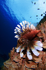 ハナミノカサゴ