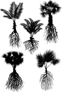 five palm silhouettes with roots isolated on white