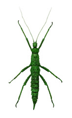 green stick insect with long feelers