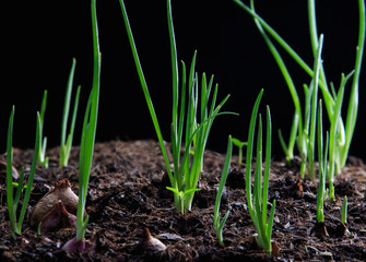 red onion planting growing on agriculture field