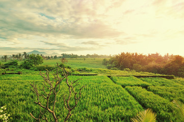 Fototapeta na wymiar Valley with rice fields at sunrise