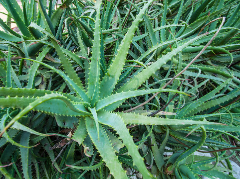 Wild aloe vera plant.