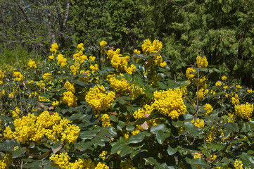 Holly flowers. Mahonia aquifolium Oregon-grape wild flower