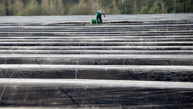 Agricultural workers cutting asparagus