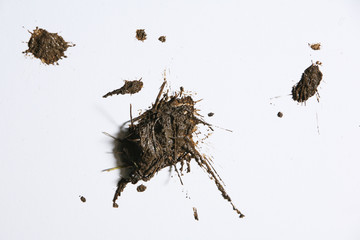 Macchie di fango sul muro