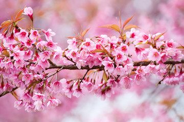 Close up branch with pink sakura blossoms