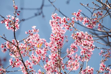 Sakura flowers blooming blossom in PhuLomLo Loei Province , Thai