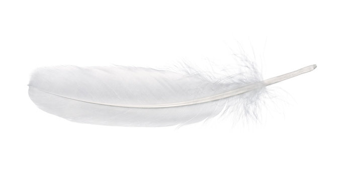 Close up o a feather isolated on white background