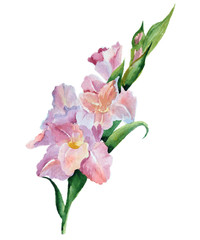 gladiolus flowers watercolor