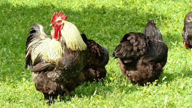 A flock of chickens and a rooster feed in a meadow. 