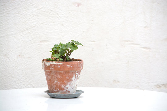 Small geranium plant in terracotta pot 