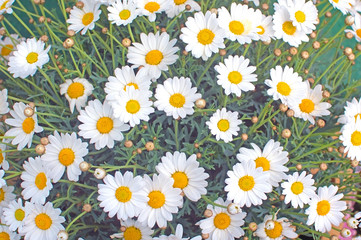 White Oxe-eye daisy May flowers
