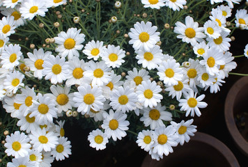 White Oxe-eye daisy May flowers