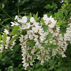 acacia in fiore_ robinia pseudoacacia
