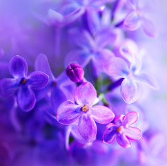 Beautiful violet lilac flower closeup