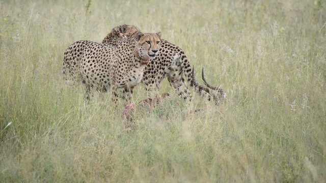 Cheetah eating fresh caught impala