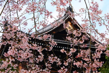 Cherry blossom in Kyoto