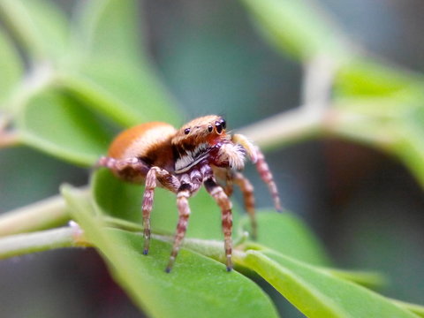 spider on green leaves