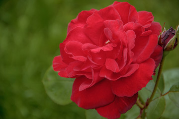 rose flower in the foliage closeup