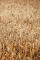 Wheat firld