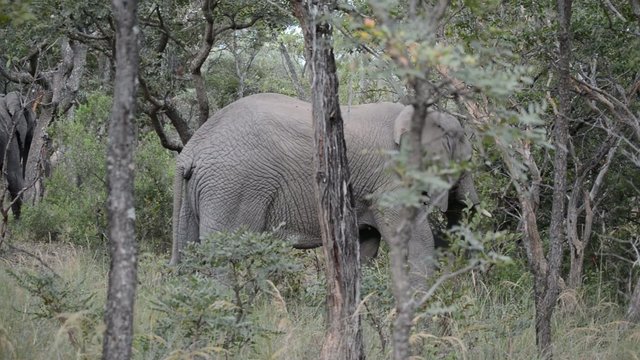 Family of wild elephants foraging through forest