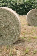 balle di fieno nel campo falciato