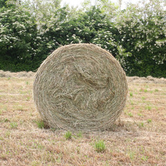 balle di fieno nel campo falciato