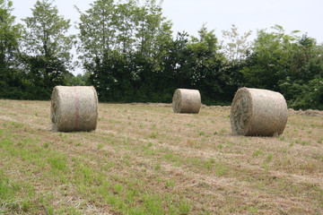 balle di fieno nel campo falciato