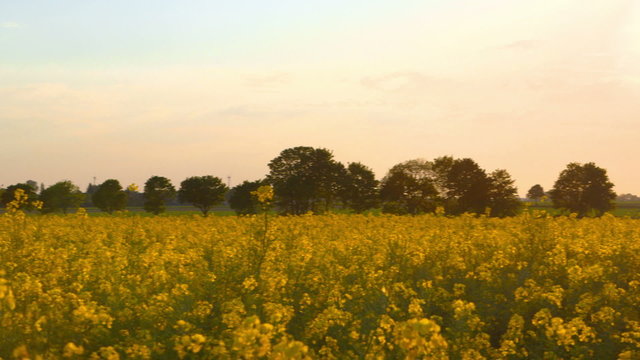 Beautiful Canola Field in the Evening Sun