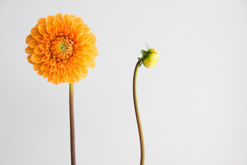 Dahlien