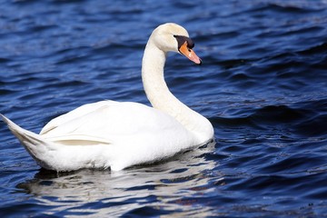 beautiful White Swan swimming in the clear water