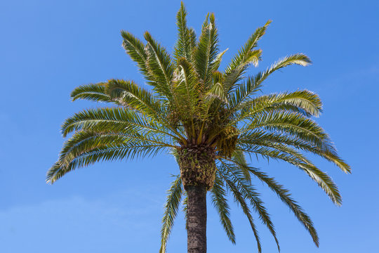Palm tree over a clear blue sky