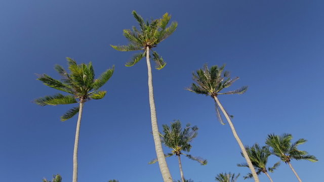 Swaying palm trees against the blue sky