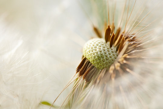 Fototapeta Pusteblume