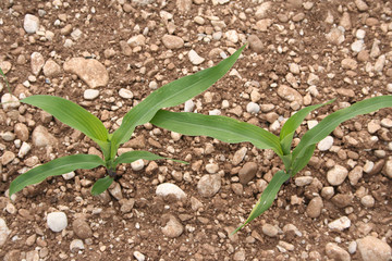 piante di mais nel campo