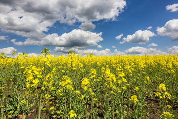cloudy blue sky and yellow flowers in green grass in summer field