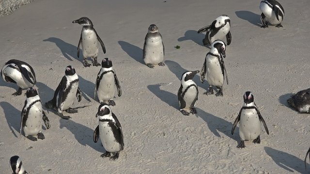 Penguins (at Boulders Beach (Simonstown), South Africa)