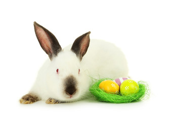 White rabbit with nest and eggs isolated on white